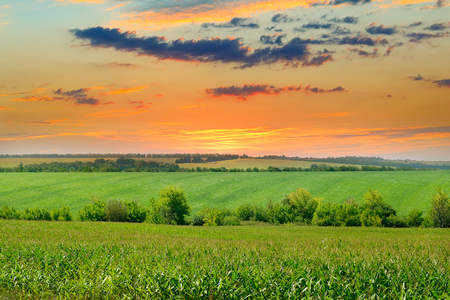 corn field and sun rise on blue skyの写真素材