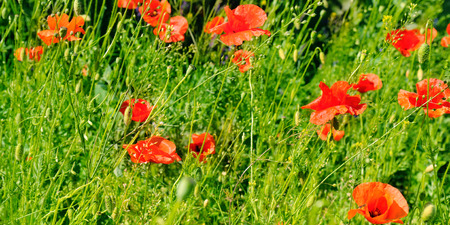 Scarlet poppies against the background of green grass. Focus on the flower. Shallow depth of field. Wide photo.の写真素材