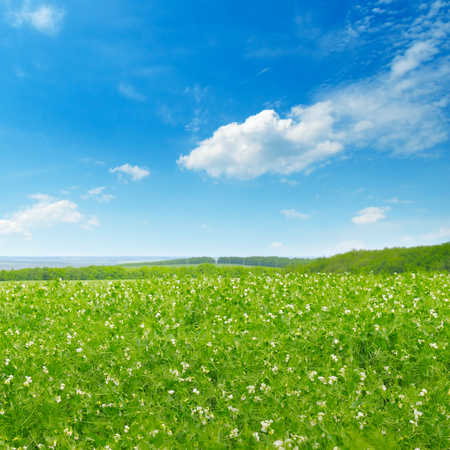 Picturesque green field and blue sky with light clouds. Agricultural landscape.の写真素材