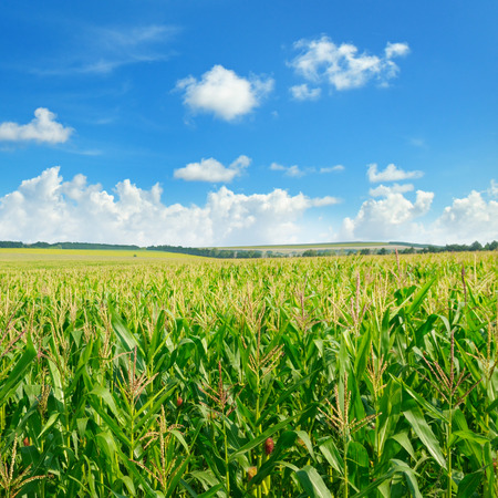 Bright green cornfield and blue sky with light cumulus clouds. Agricultural landscape.の写真素材
