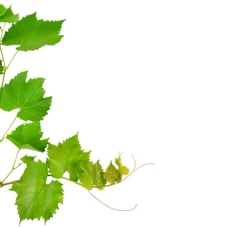 Vine and leaves isolated on white background. Free space for text.の写真素材