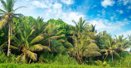 Tropical palms on the sandy beach and sky. Wide photo.の写真素材
