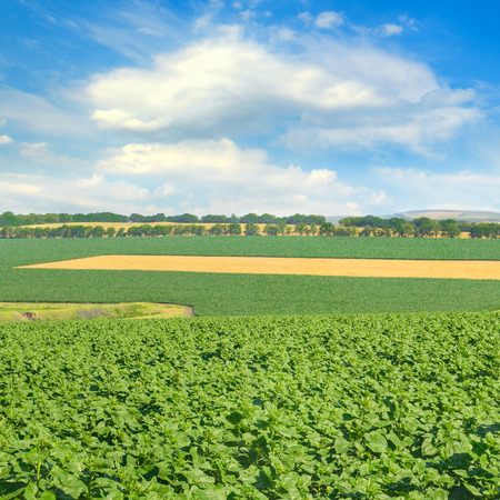Green field and blue sky with light clouds. Agricultural landscape.の写真素材