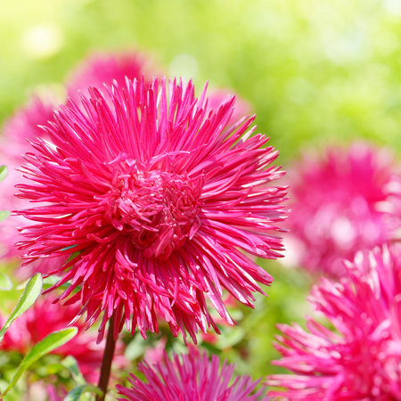 Flowerbed of multi-colored asters and sun. Focus on a red flower. Shallow depth of field.の写真素材