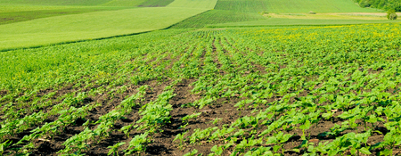 Green field with sprouts of sunflower. Agricultural landscape. A bright sunny day. Wide photo.の写真素材
