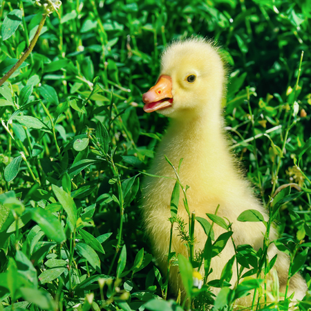 Little yellow goose on a green lawn.の写真素材