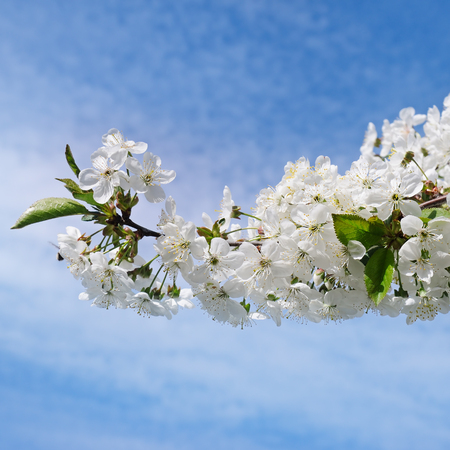 Spring flowers. Beautifully blossoming tree branch. Cherry - Sakura and sky with a natural colored background.の写真素材