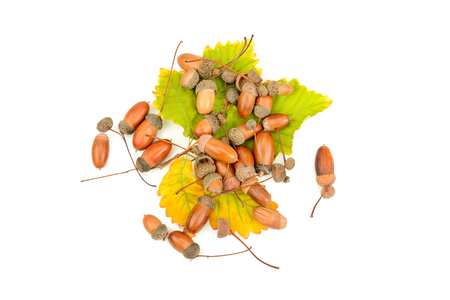 Acorns and oak leaves isolated on white background. Flat lay, top view.の写真素材