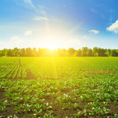Picturesque green beet field and sun on blue sky. Agricultural landscape.の写真素材