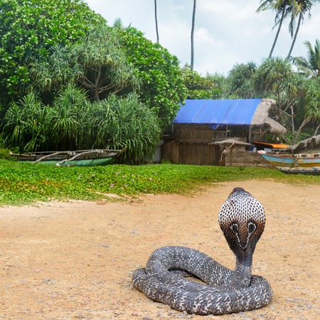 King cobra in the wild nature. Sri Lanka.の写真素材