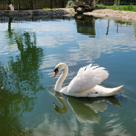 A beautiful white swan on the lake. The water reflects the silhouette of a bird and the sky with clouds. Concept ecology protection.の写真素材