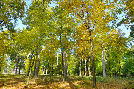 Autumn forest and fallen yellow leaves. A bright sunny day.の写真素材