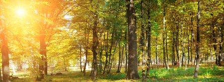 Autumn forest with yellow leaves and sunset. Wide photo.の写真素材