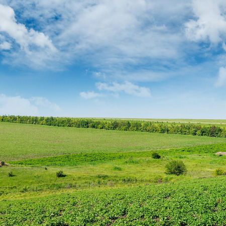 Hilly green field and windmill on blue sky background. Agricultural landscape.の写真素材