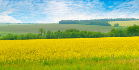 Canola field and blue sky with light clouds. Agricultural landscape. Wide photo.の写真素材