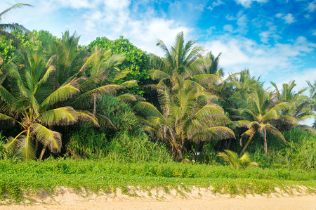 Tropical palms on the sandy beach and sky. Concept ecology protection. Explore the world's beauty.の写真素材
