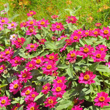 Background of beautiful flowers zinnias. A bright sunny day in the city park.の写真素材