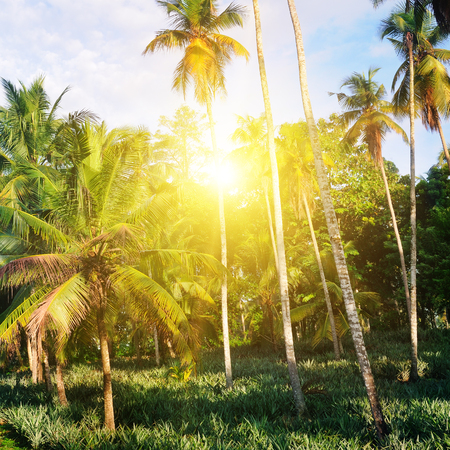 Tropical garden with coconut palms and a pineapple plantation. Shri Laka. Vacation conceptの写真素材