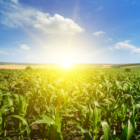 Green corn field and bright sunrise against the blue sky. Agricultural landscape.の写真素材