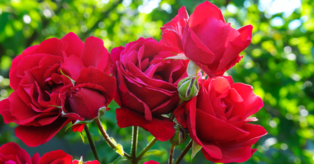 Beautiful roses in summer garden . A bright sunny day. Wide photo.の写真素材