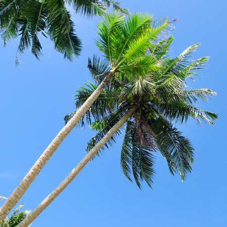 Tropical palms trees against the blue sky.の写真素材