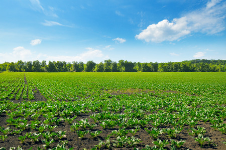 Picturesque green beet field and blue sky with light clouds. Agricultural landscape.の写真素材