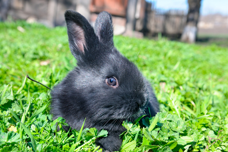 Little rabbit on green grass background.の写真素材