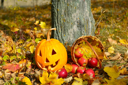 Halloween pumpkin head jack lantern against a background of an autumn forest.の写真素材