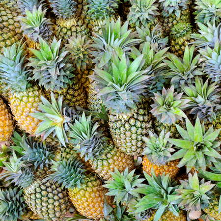 Bright background of fresh juicy pineapples. Sri Lankaの写真素材