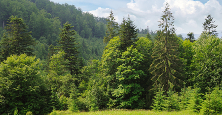 Slopes of mountains, coniferous trees and clouds in the evening sky. Picturesque and gorgeous scene. Location place Carpathian, Ukraine, Europe. Concept ecology protection. Explore the world's beauty. Wide photo.の写真素材