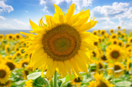 Sunflower flower against the blue sky and a blossoming field. Agricultural landscape.の写真素材