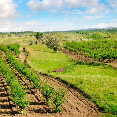 Orchard, green meadows and blue sky. Agricultural landscape.の写真素材
