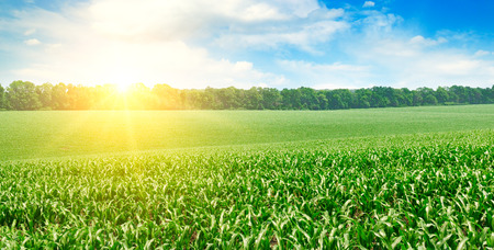 Green field with corn. Blue cloudy sky. Sunrise on the horizon. Wide photo.の写真素材
