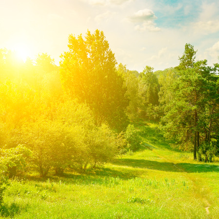 Natural forest with coniferous and deciduous trees, meadow and footpaths. Summer. In the blue sky there is a bright sun.の写真素材
