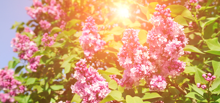 Purple lilac flowers spring blossom background. The flowers are lit by the bright rays of the sun. Wide photo.の写真素材
