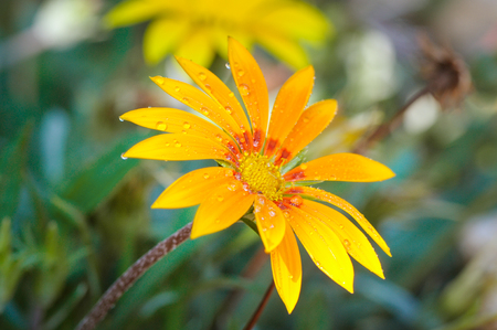 Beautiful yellow gerbera with dew drops. Shallow depth of field. Focus on the flower.の写真素材