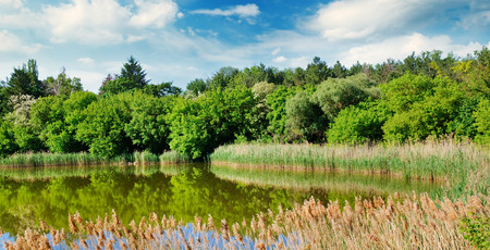Picturesque lake, summer forest on the banks and sky. A bright sunny day. Wide photoの写真素材