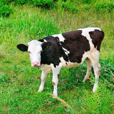 Beautiful black and white little calf in green grass. A bright sunny day.の写真素材