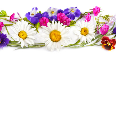 Floral ornament. Chamomile and Violet isolated on white background. Flat lay, top view. Free space for text.の写真素材