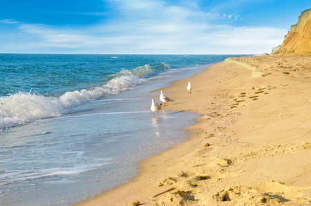 Sandy beach, seagulls, sea, and blue sky. Beautiful seascape.の写真素材