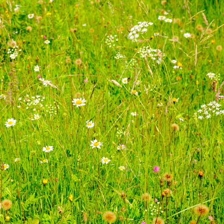 Green grass background texture. Element of design.の写真素材