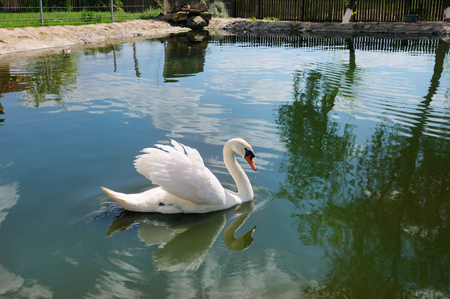 A beautiful white swan on the lake. The water reflects the silhouette of a bird and the sky with clouds. Concept ecology protection.の写真素材