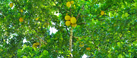 Breadfruit (Artocarpus altilis) tree with ripe fruits. Wide photo.の写真素材