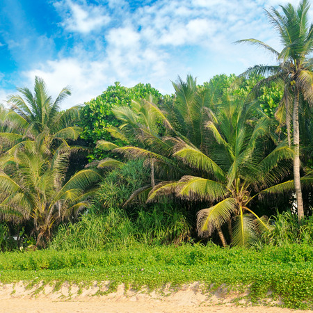 Tropical palms on the sandy beach and sky.の写真素材