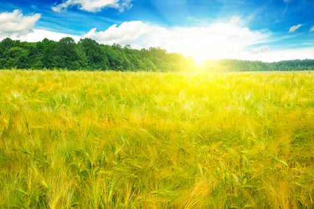Agricultural landscape. Wheat field and a delightful sunrise.の写真素材