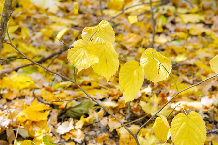 Beautiful autumn landscape with trees . Colorful foliage in the park. Falling leaves natural background. Shallow depth of field. Focus on the foreground.の写真素材