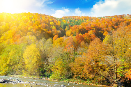Bright autumn landscape in the Carpathians, Ukraine. On the slopes of the mountains yellow forest and mountain river.の写真素材