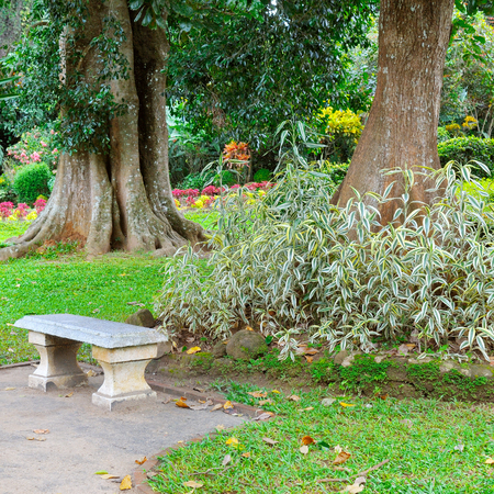 Beautiful tropical park with trees and flowers. In a secluded place is a stone bench for rest.の写真素材