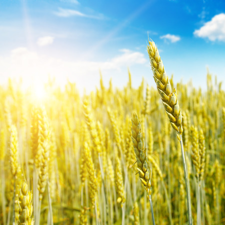 Agricultural landscape. Wheat field and sunrise in the blue sky.の写真素材