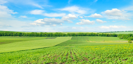 Hilly green field and blue sky. Agricultural landscape. Wide photo.の写真素材